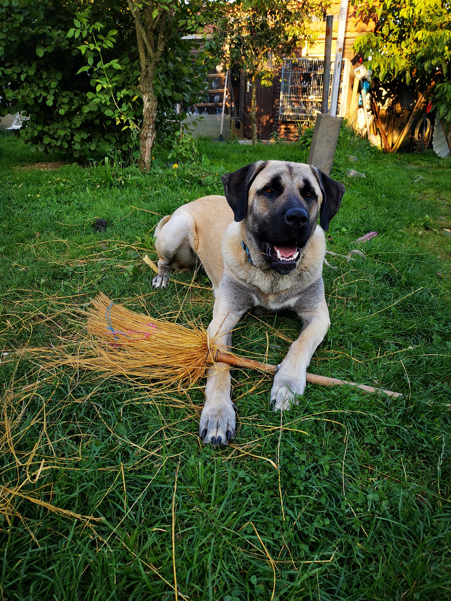 Nala