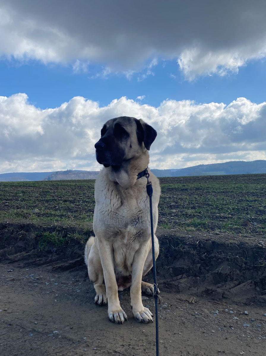 Sila Vermittlungsportal der Hilfe für HSH e.V.