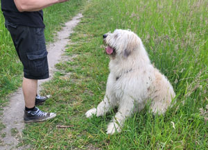 Teddy