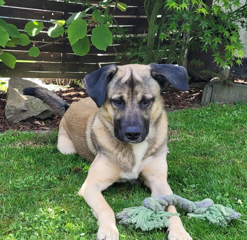 Ares