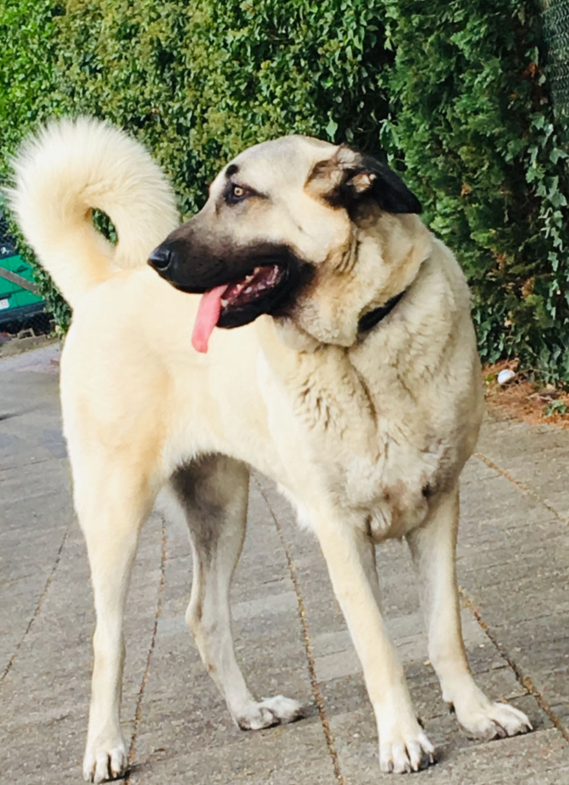 Nala