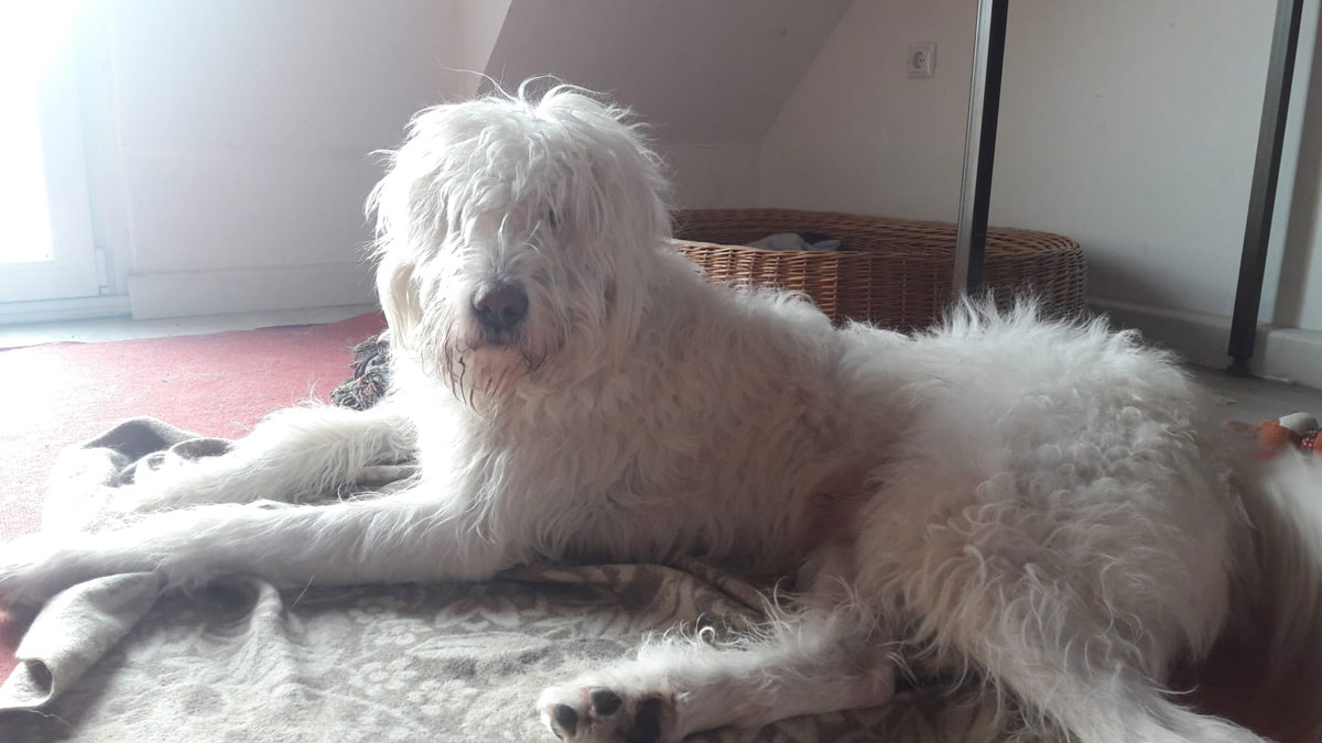 Arnulf Vermittlungsportal der Hilfe für HSH e.V.