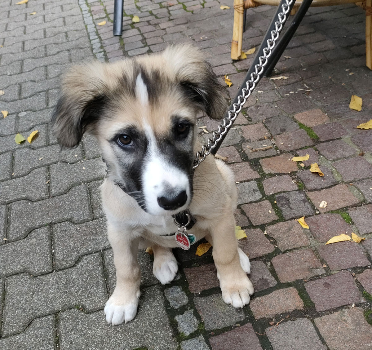 Bora | Vermittlungsportal der Hilfe für HSH e.V.