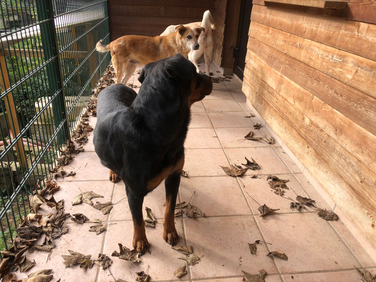 Lyell mit Daisy