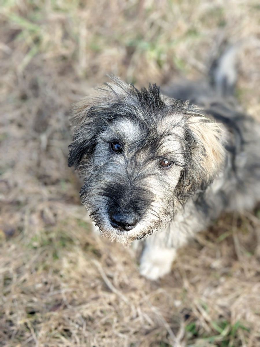 Dragu | Vermittlungsportal der Hilfe für HSH e.V.