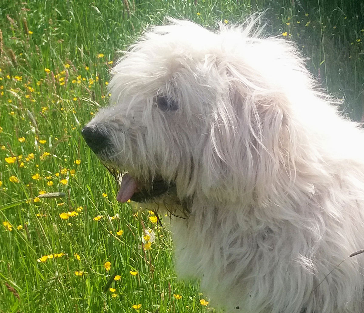 Kalle Vermittlungsportal der Hilfe für HSH e.V.