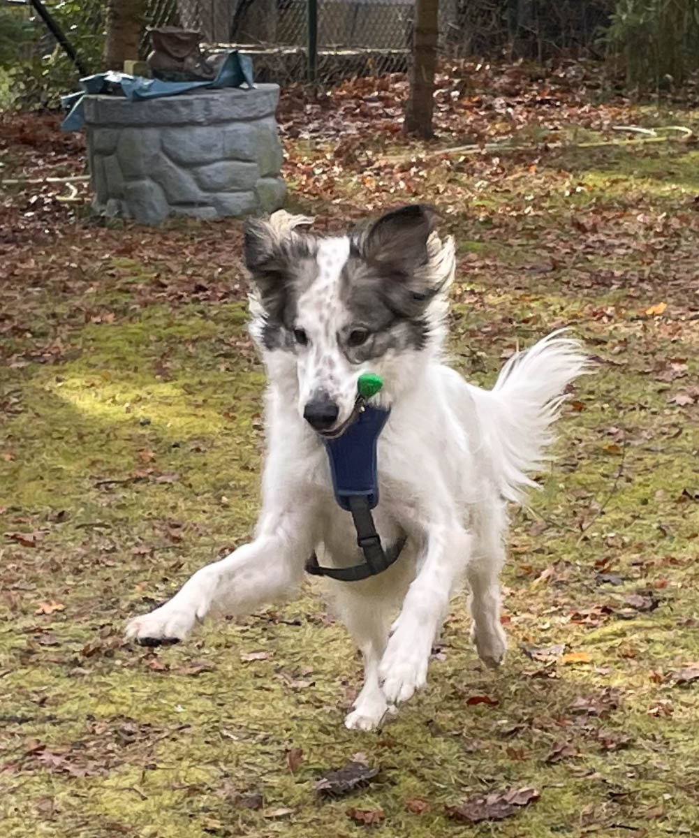 Spencer Vermittlungsportal der Hilfe für HSH e.V.