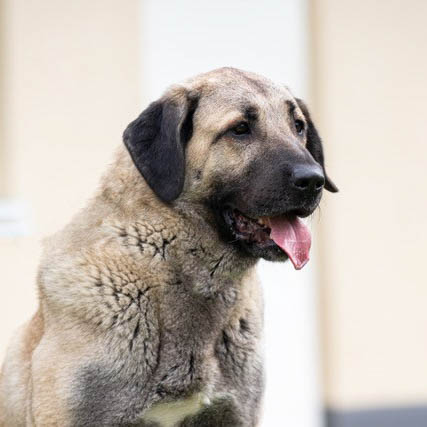 Günes Vermittlungsportal der Hilfe für HSH e.V.