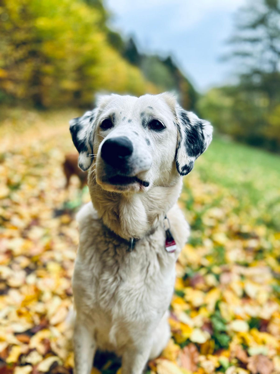 Pica Vermittlungsportal der Hilfe für HSH e.V.