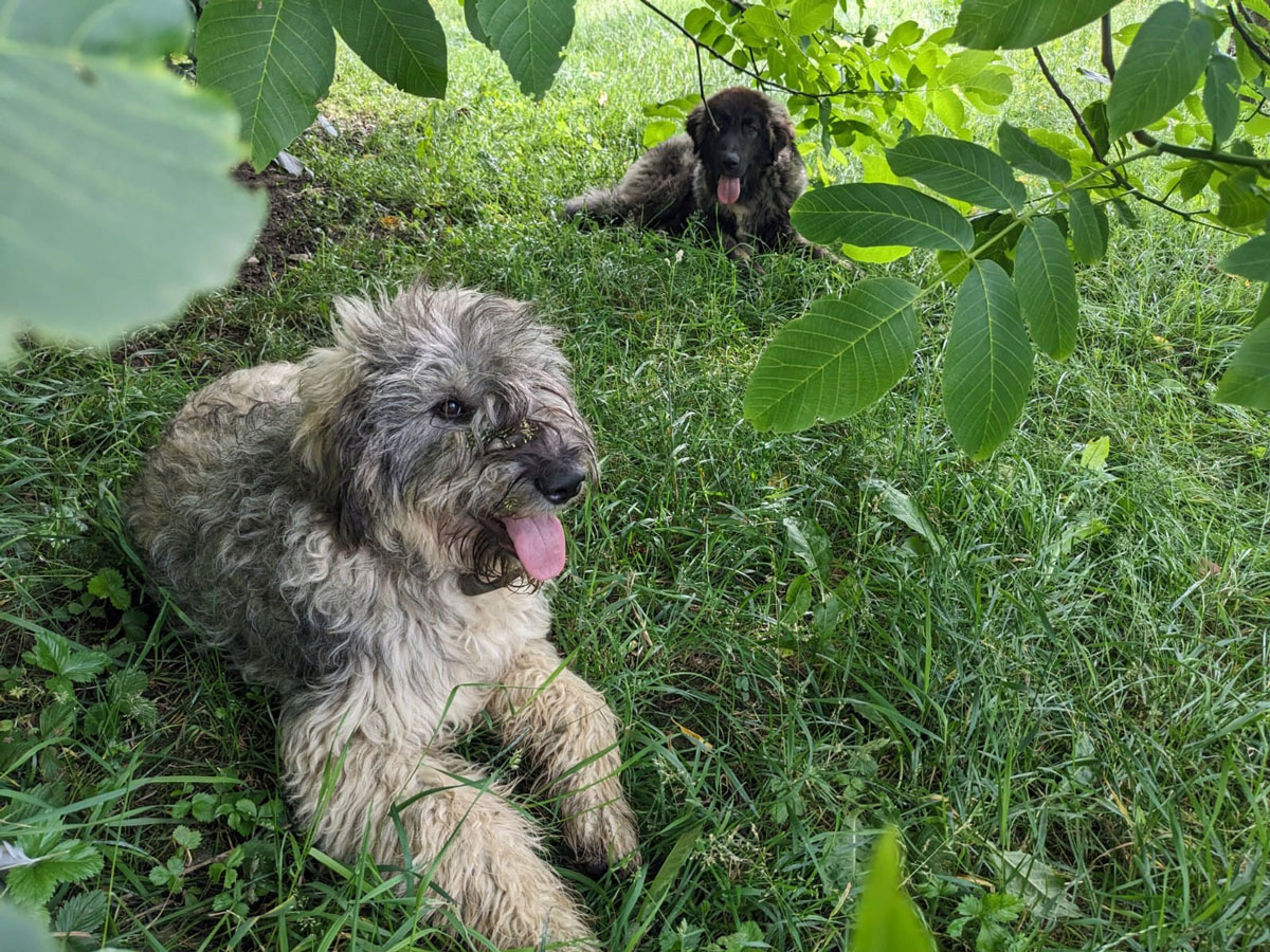 Dragu | Vermittlungsportal der Hilfe für HSH e.V.