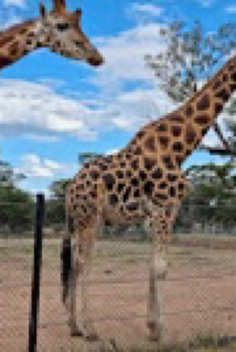 Dubbo zoo FreeGuides