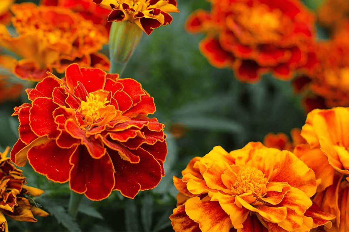 Get out pass Best Flowers to Plant in Your Yard This Spring