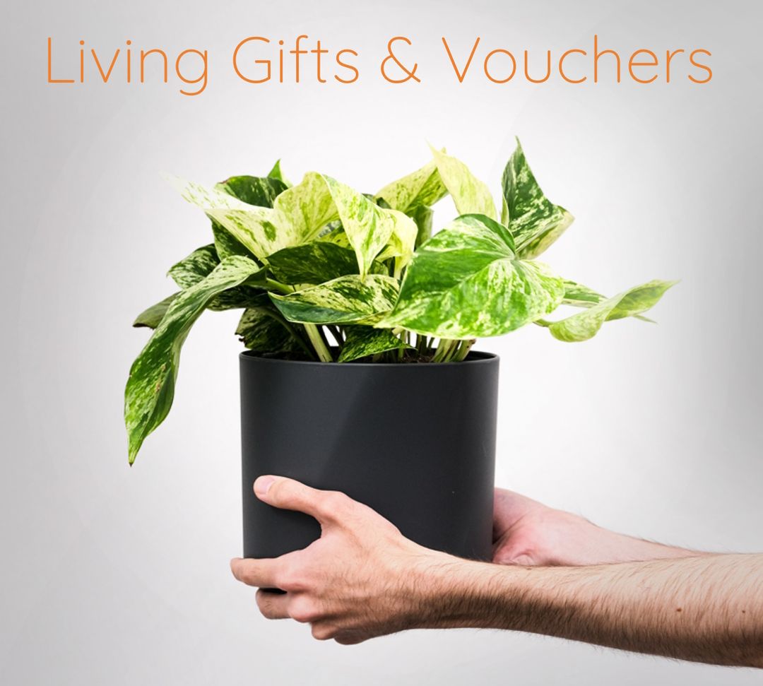 Texture Plants | Exotic Plants For Your Dream Home - Get Your Home Textured With Plants