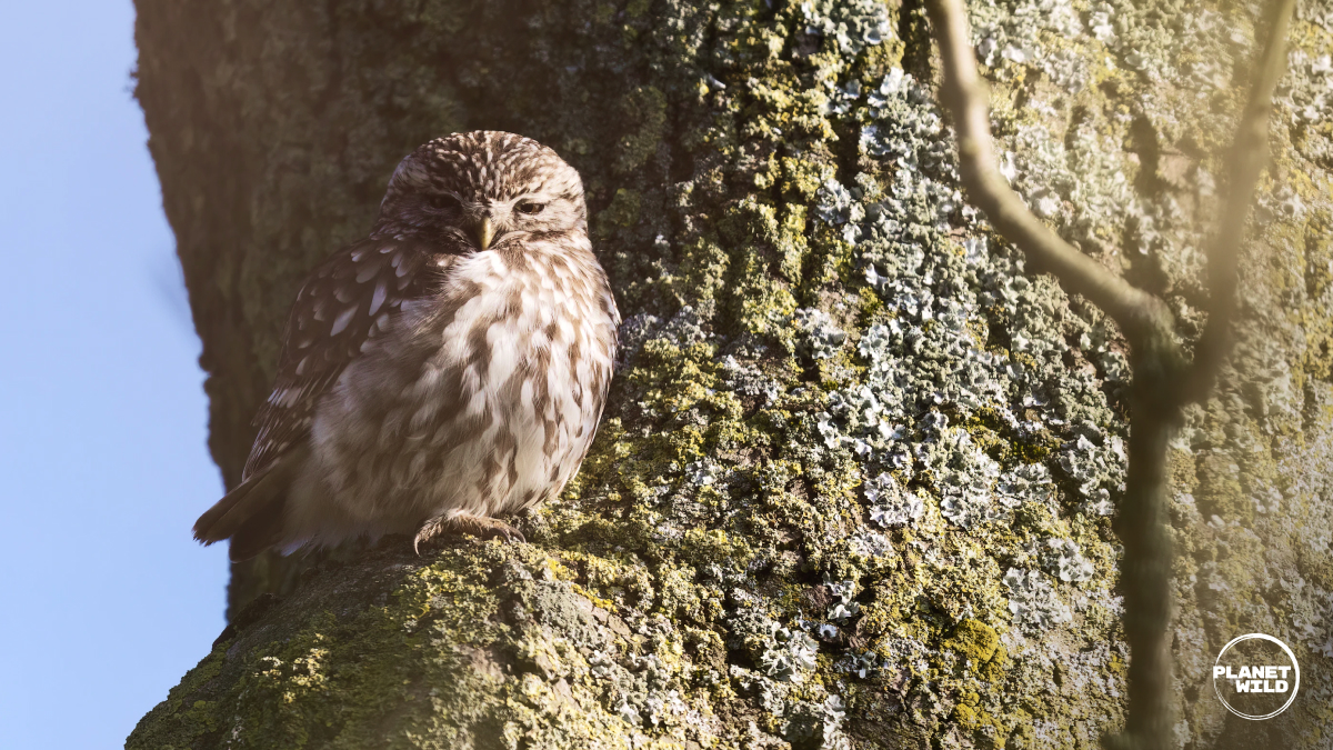 The Little Owl Europe’s Most Adorable Bird · Wild