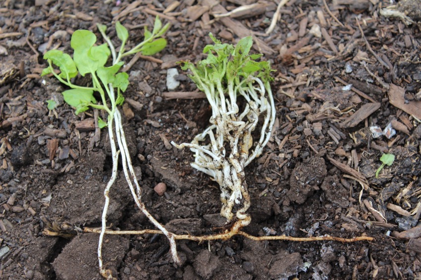 Know your weeds the two types