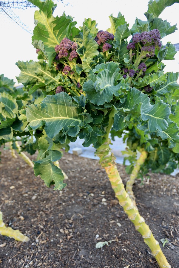 Examples of wider spacings