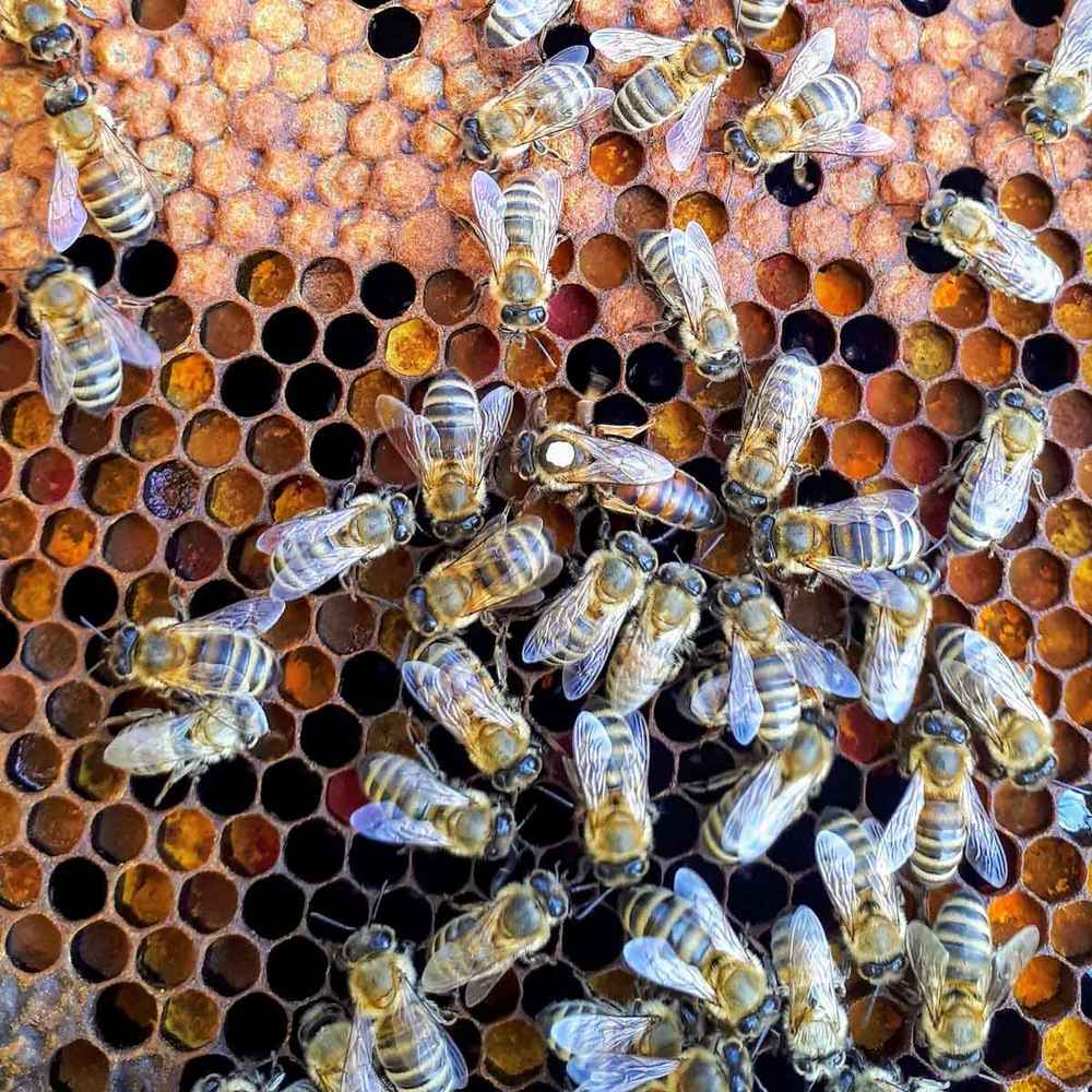 World Honey Bee Day 2023 History, Importance & How to Celebrate