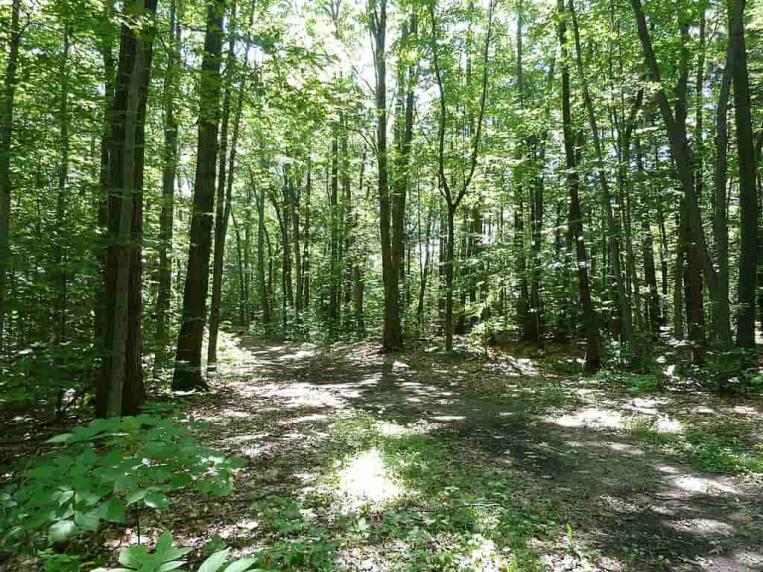 Hiking in Montreal 5 EasyToAccess Trails for Beginners