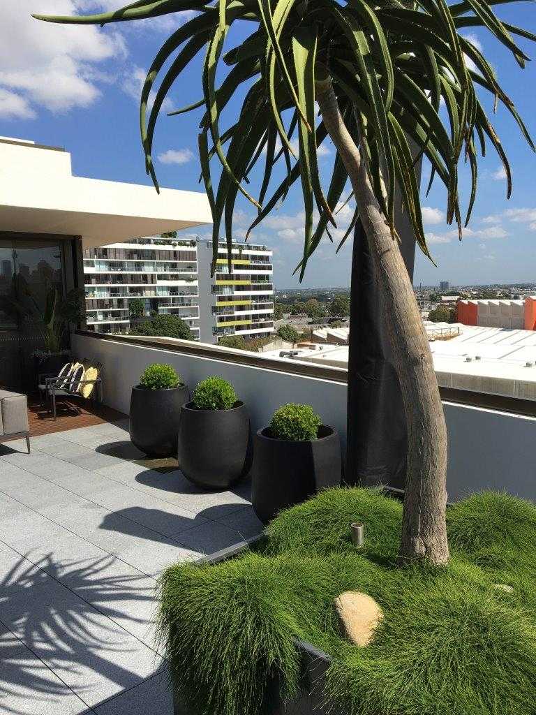 Waterloo Rooftop Garden Harrisons Landscape
