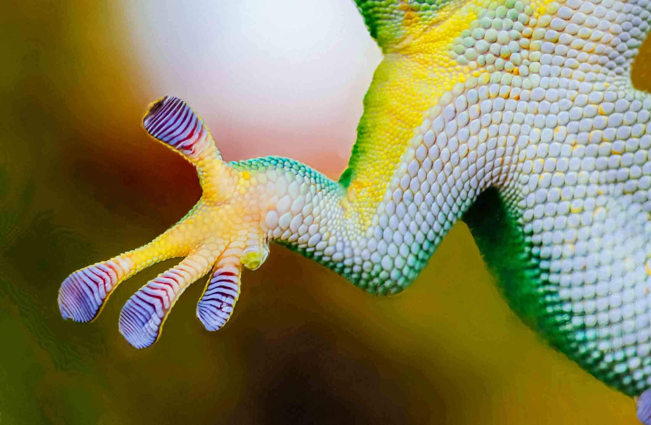 Geckos in Thailand How Do Geckos Walk on Walls?