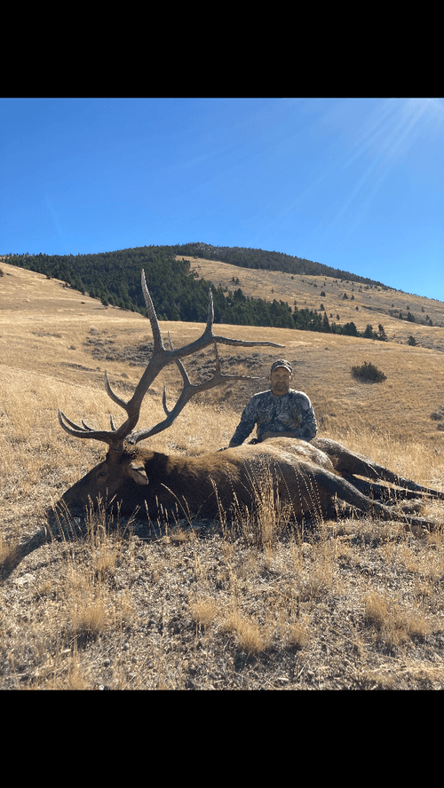 Montana Trophy Elk Hunt in White Sulphur Springs, Montana Shoshone
