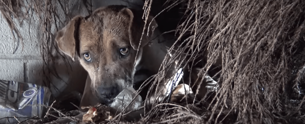 puppies-storm-california-2