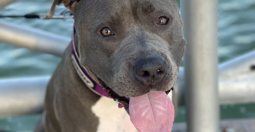 Dog missing for 6 years found in West Virginia animal shelter