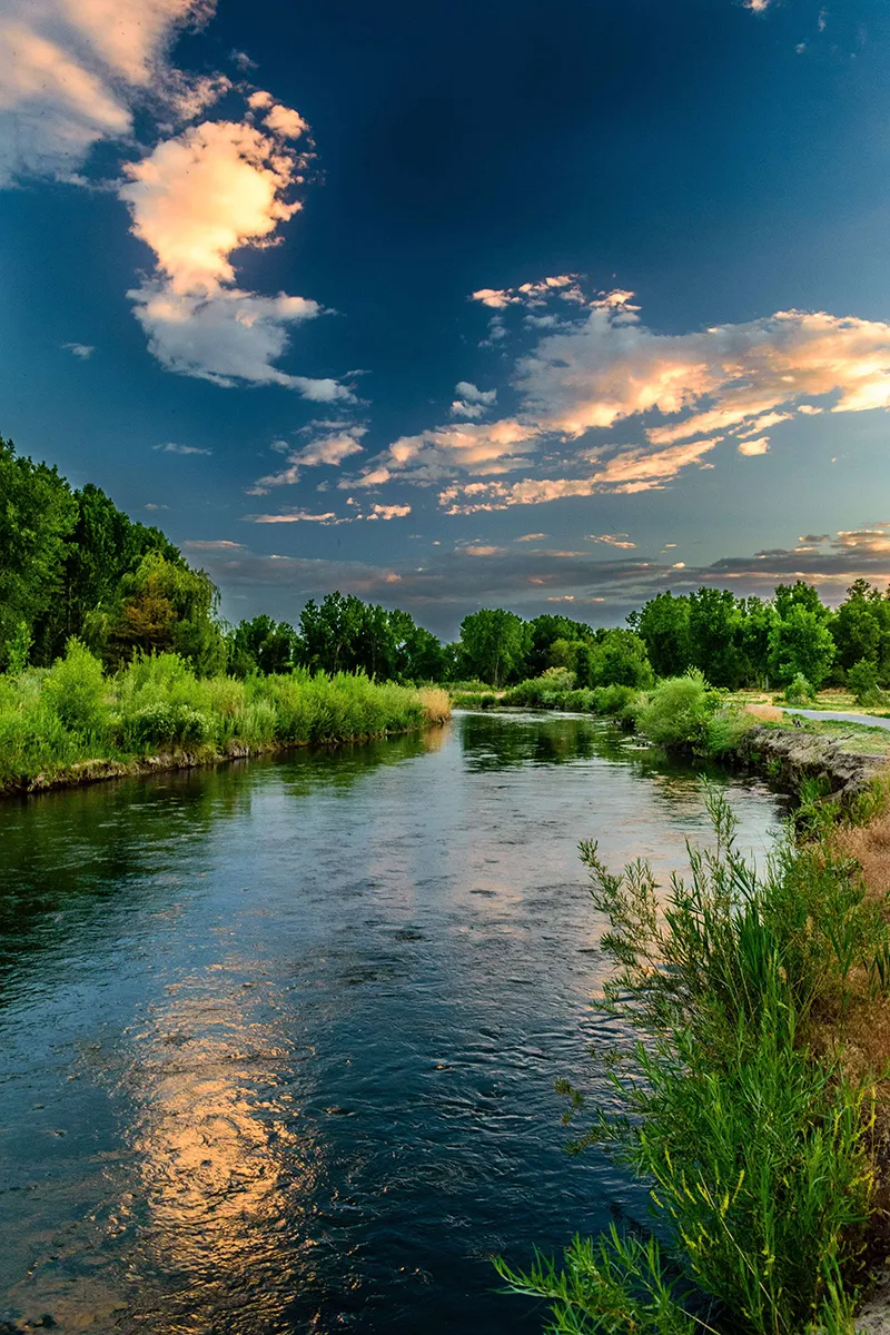 Liquid Trees: Pollutant & Carbon Removal by Diatoms