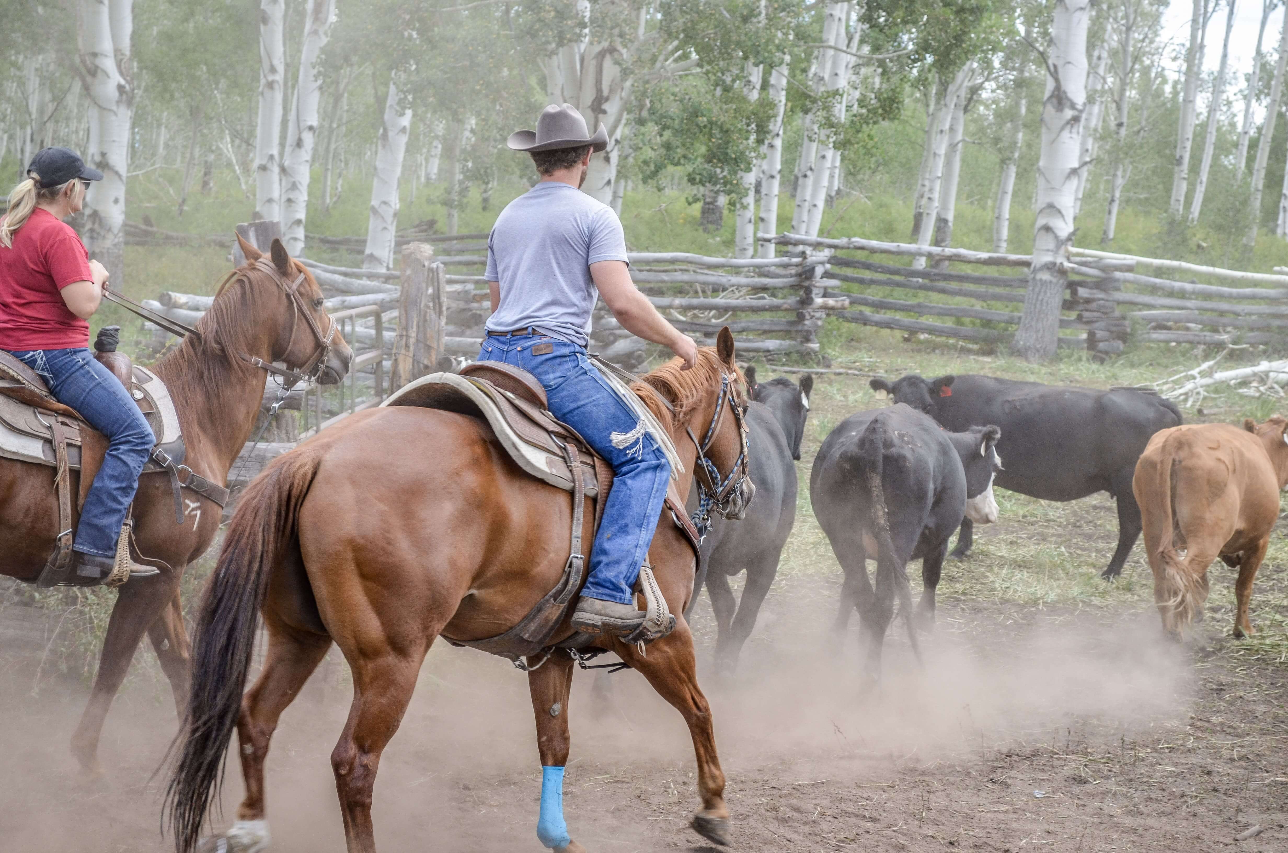 Human Rancher Rancher's Guide to Risk Management: Human | Redd Summit Advisors
