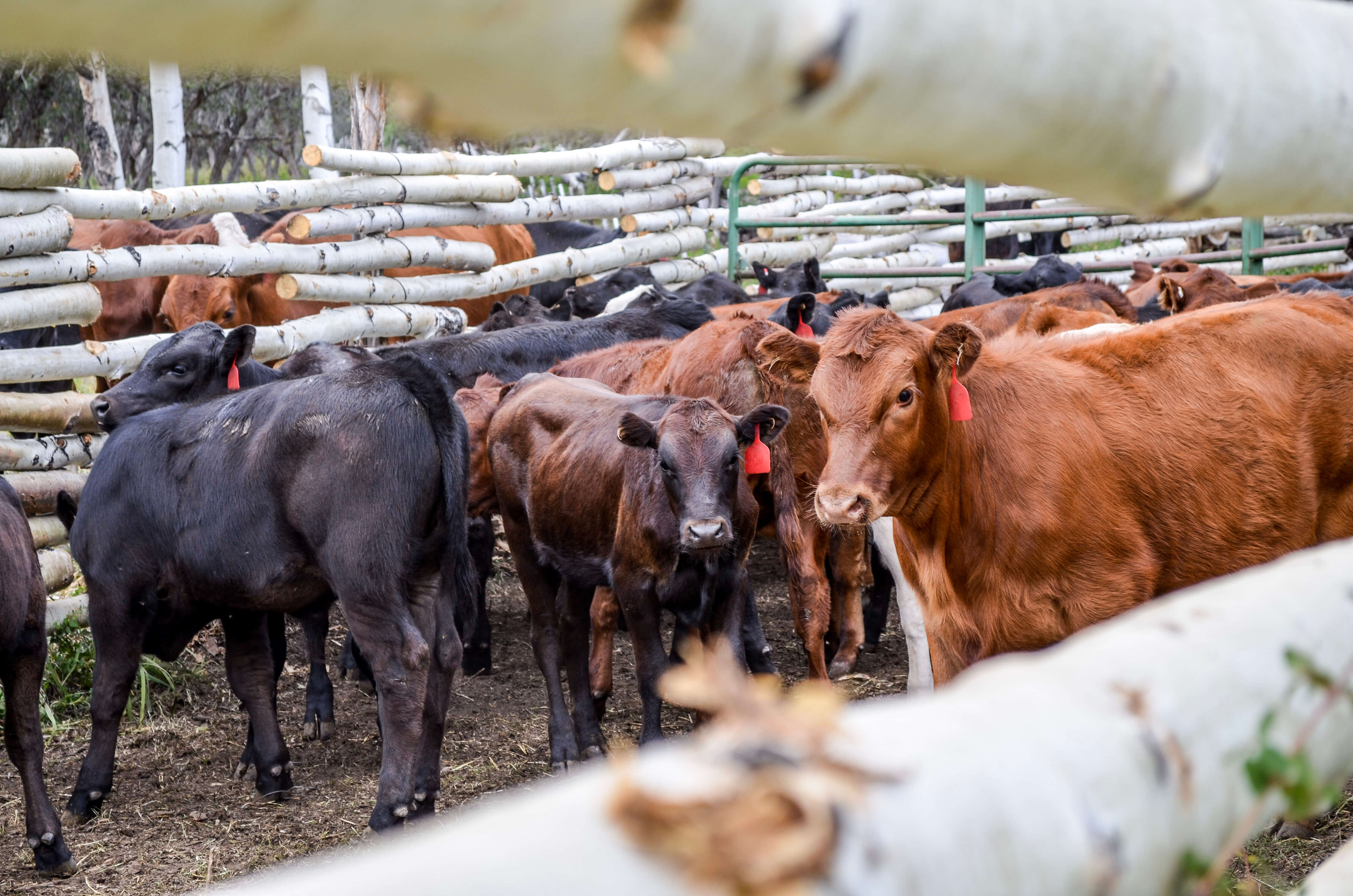 Cattle Market Report July 27, 2022 Redd Summit Advisors